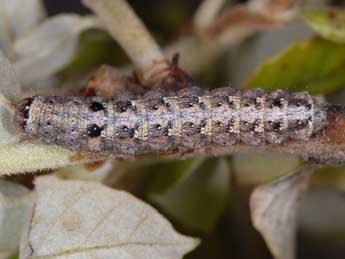  Chenille de Dryobotodes carbonis Wagner - ©Wolfgang Wagner, www.pyrgus.de