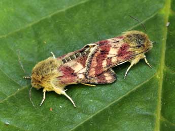 Schinia cardui Hb. adulte - ©Daniel Morel