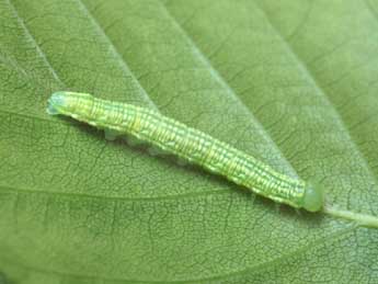  Chenille de Odontosia carmelita Esp. - ©Serge Wambeke