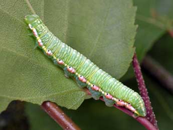  Chenille de Odontosia carmelita Esp. - Serge Wambeke