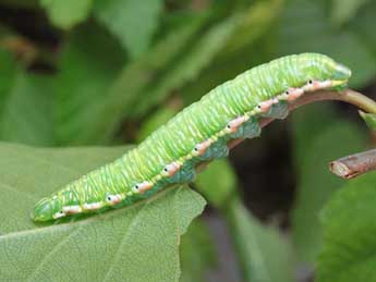  Chenille de Odontosia carmelita Esp. - Serge Wambeke