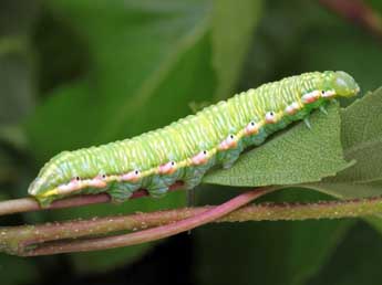  Chenille de Odontosia carmelita Esp. - Serge Wambeke