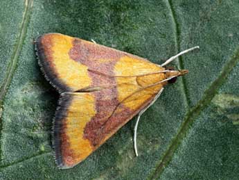 Pyrausta castalis Tr. adulte - Daniel Morel