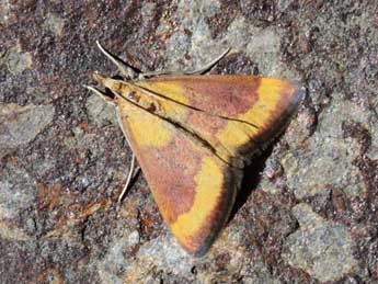 Pyrausta castalis Tr. adulte - Eric Sylvestre