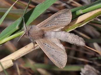 Phragmataecia castaneae Hb. adulte - ©Philippe Mothiron