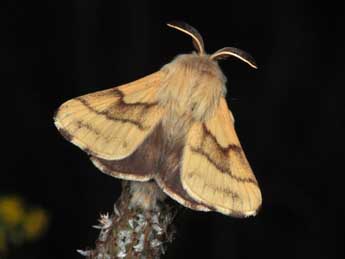 Malacosoma castrense L. adulte - ©Philippe Mothiron