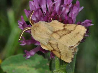 Malacosoma castrense L. adulte - Philippe Mothiron