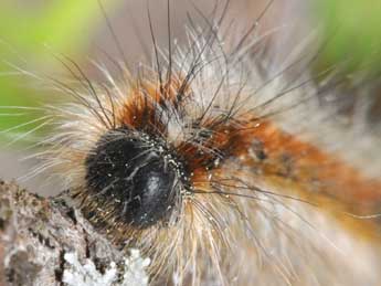  Chenille de Eriogaster catax L. - Philippe Mothiron