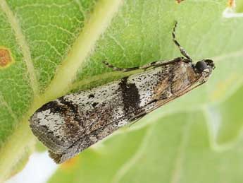 Acrobasis centunculella Mann adulte - ©Friedmar Graf