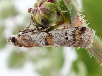 Acrobasis centunculella Mann adulte - Friedmar Graf