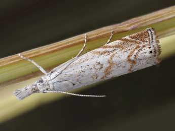 Platytes cerussella D. & S. adulte - Patrick Clement