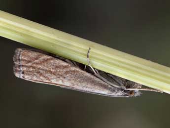 Platytes cerussella D. & S. adulte - Patrick Clement