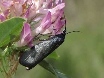 Lymphia chalybella Ev. adulte - ©Jean-Pierre Lamoline