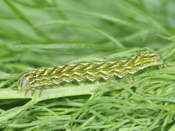  Chenille de Cucullia chamomillae D. & S. - ©Philippe Mothiron