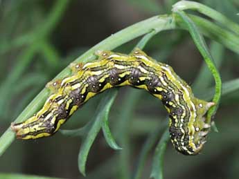  Chenille de Cucullia chamomillae D. & S. - ©Philippe Mothiron