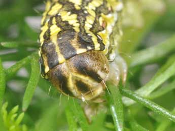  Chenille de Cucullia chamomillae D. & S. - ©Philippe Mothiron