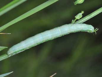  Chenille de Antitype chi L. - ©Philippe Mothiron