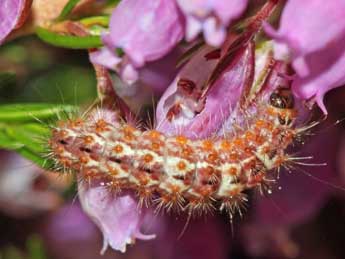  Chenille de Nola infantula Kitt - ©Jean-Paul Coat