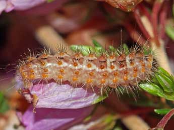  Chenille de Nola infantula Kitt - ©Jean-Paul Coat