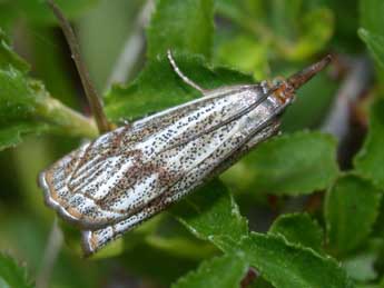 Thisanotia chrysonuchella Scop. adulte - ©Philippe Mothiron