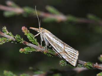 Thisanotia chrysonuchella Scop. adulte - ©Philippe Mothiron