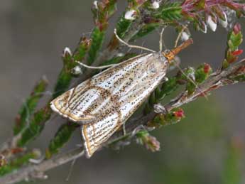 Thisanotia chrysonuchella Scop. adulte - ©Philippe Mothiron