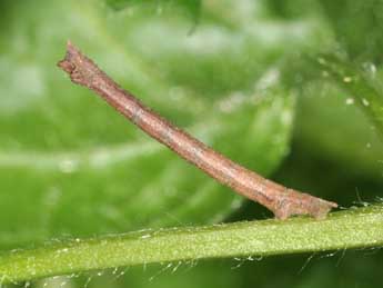  Chenille de Hemistola chrysoprasaria Esp. - ©Philippe Mothiron