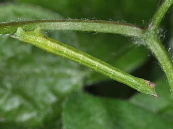  Chenille de Hemistola chrysoprasaria Esp. - Philippe Mothiron