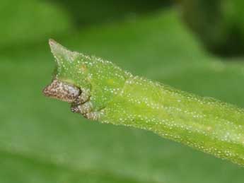  Chenille de Hemistola chrysoprasaria Esp. - Philippe Mothiron