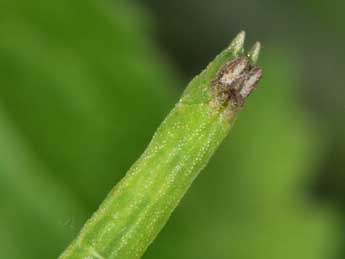  Chenille de Hemistola chrysoprasaria Esp. - Philippe Mothiron