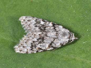 Nola cicatricalis Tr. adulte - Philippe Mothiron