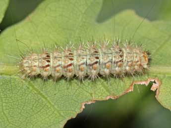  Chenille de Nola cicatricalis Tr. - ©Jean-Paul Coat