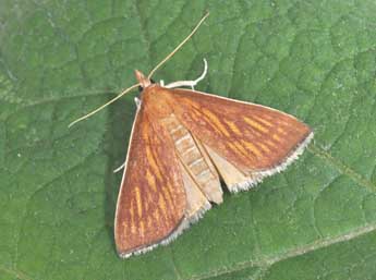 Nascia cilialis Hb. adulte - Philippe Mothiron