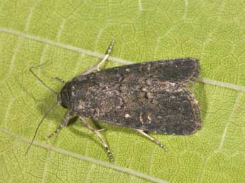 Spodoptera cilium Gn. adulte - Philippe Mothiron