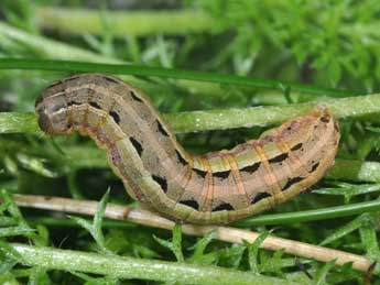  Chenille de Spodoptera cilium Gn. - Philippe Mothiron