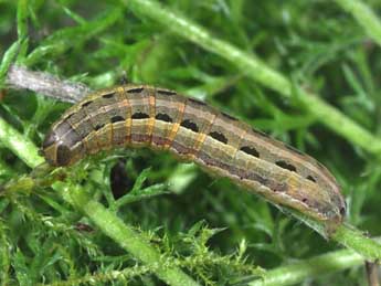  Chenille de Spodoptera cilium Gn. - ©Philippe Mothiron