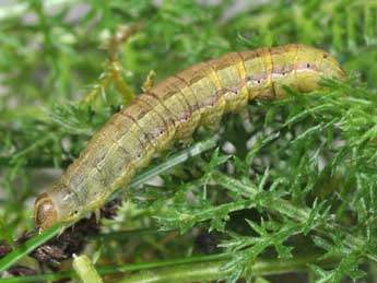  Chenille de Spodoptera cilium Gn. - ©Philippe Mothiron