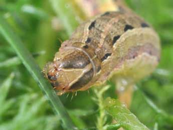  Chenille de Spodoptera cilium Gn. - Philippe Mothiron