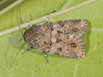 Spodoptera cilium Gn. adulte - ©Philippe Mothiron