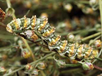  Chenille de Cucullia cineracea Frr - ©Daniel Morel