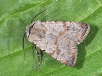 Agrotis cinerea D. & S. adulte - Philippe Mothiron