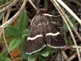 Pyrausta cingulata L. adulte - ©Jean-Pierre Lamoline