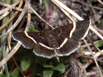 Pyrausta cingulata L. adulte - ©Jean-Pierre Lamoline