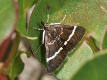 Pyrausta cingulata L. adulte - ©Philippe Mothiron