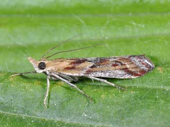 Ancylosis cinnamomella Dup. adulte - Philippe Mothiron