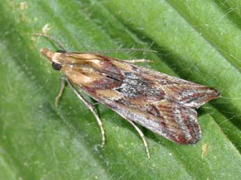 Ancylosis cinnamomella Dup. adulte - Philippe Mothiron