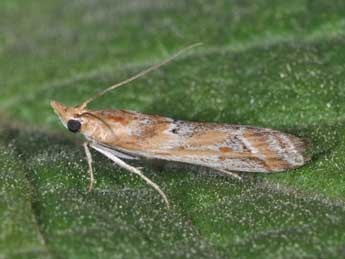 Ancylosis cinnamomella Dup. adulte - Philippe Mothiron