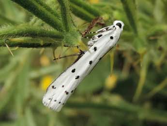 Myelois circumvoluta Frc. adulte - Jean-Pierre Lamoline