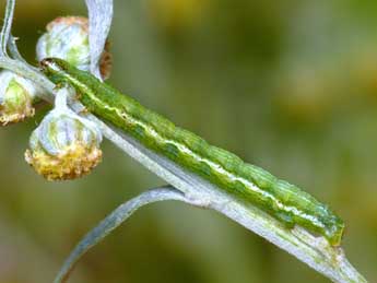  Chenille de Chiasmia clathrata L. - ©Patrick Clement