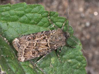 Agrotis clavis Hfn. adulte - ©Philippe Mothiron